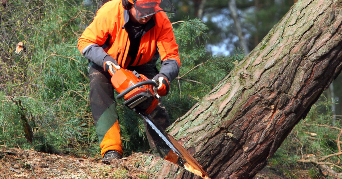 Injury Prevention Within the Logging Industry 2 logger cutting down a tree close up