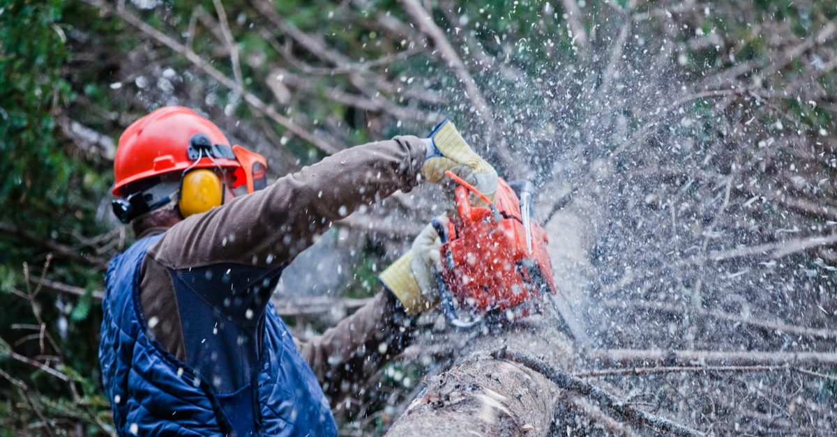 Injury Prevention Within the Logging Industry 3 logger cutting down a tree close up